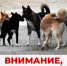 Внимание, отлов животных без владельцев! - Жуковский район