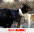 Внимание! Отлов животных без владельцев. - Жуковский округ